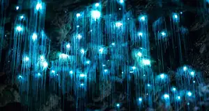 Gold Coast Glow Worms