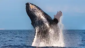 West Oahu Whale Watching tour