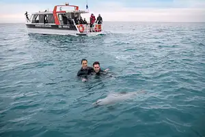 Akaroa Dolphin Swim