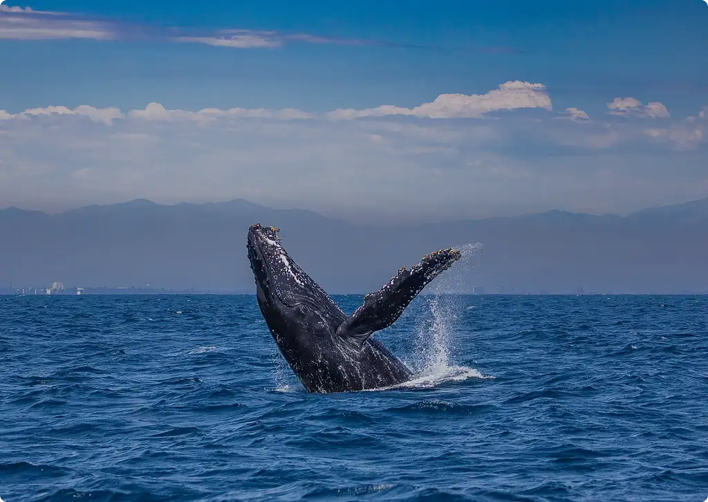 Oahu Whale Watching tour