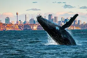 Sydney Harbour Whale Watching Adventure Cruise