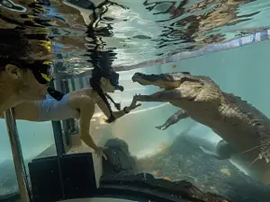 WILDLIFE HABITAT SWIM WITH SALTIES PORT DOUGLAS