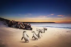 Philip Island Penguin tour