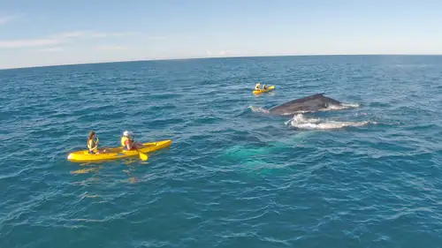 Whale Watching Kayak & Great Beach Drive Adventure | From Rainbow Beach