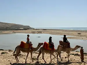 Sunset Camel Ride with BBQ Dinner | From Agadir or Taghazout
