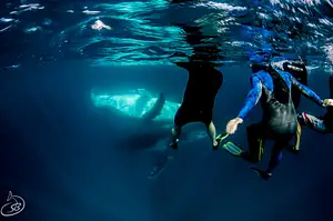 ningaloo whale swim